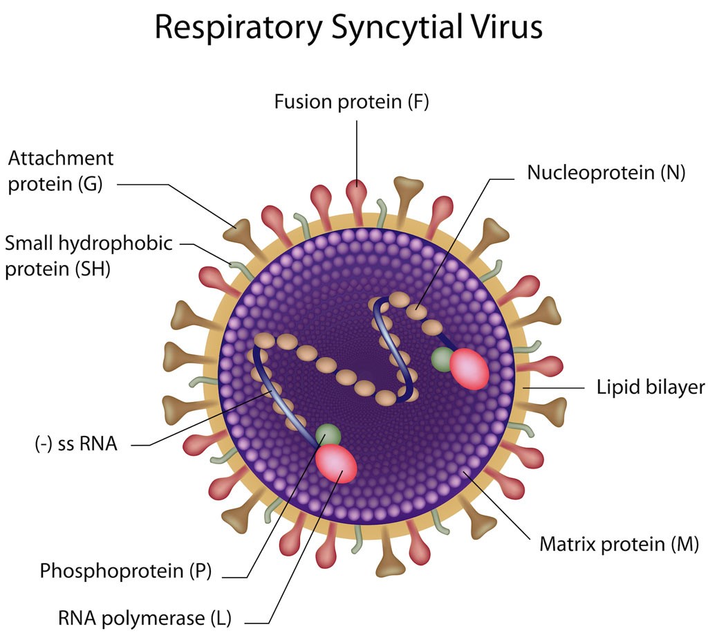 Syncytial-Virus