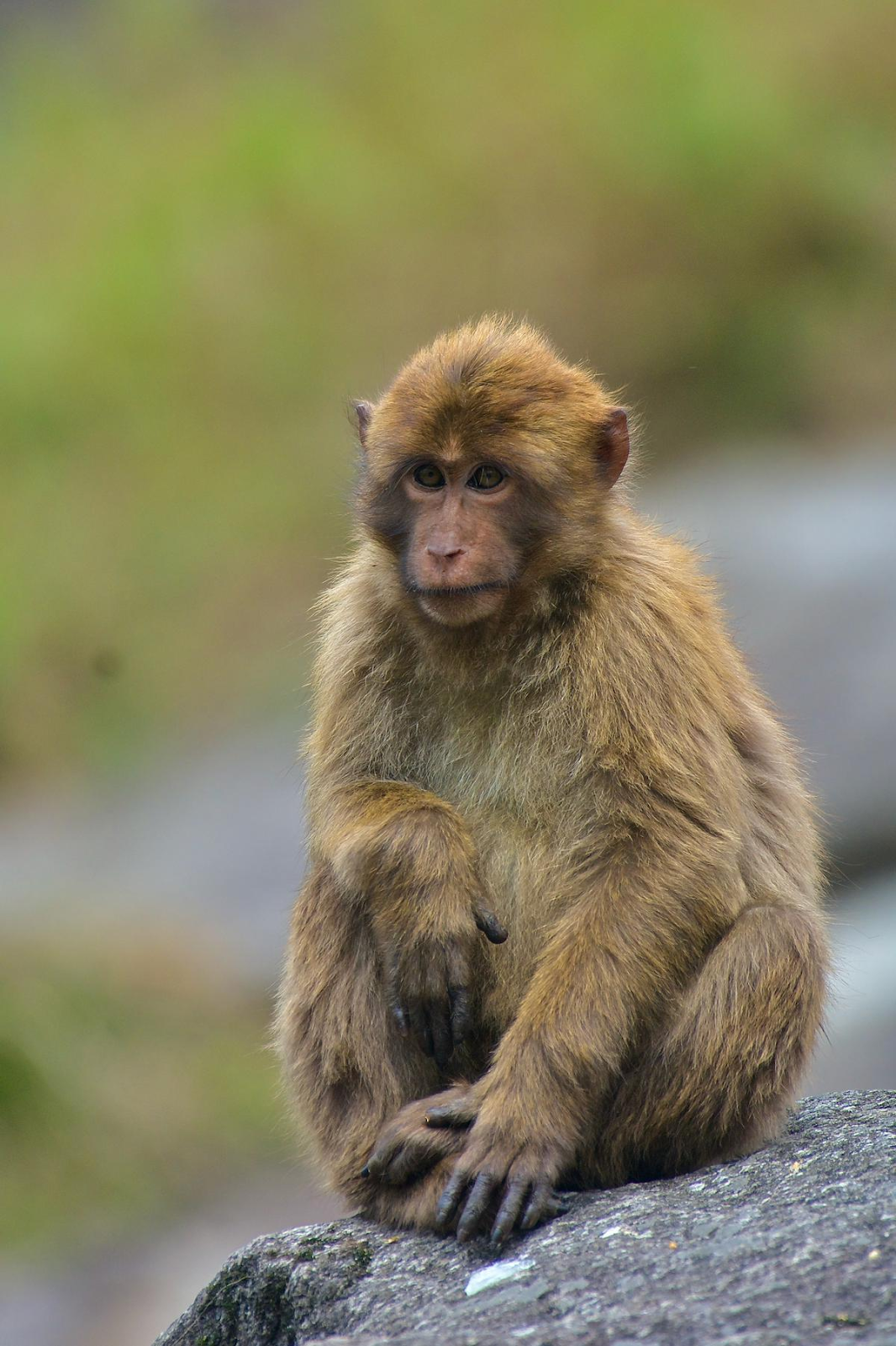 Sela-Macaque
