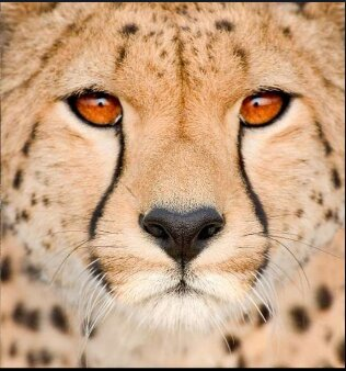 Asia-cheetah