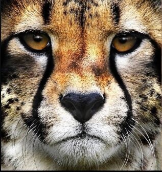 africa-cheetah