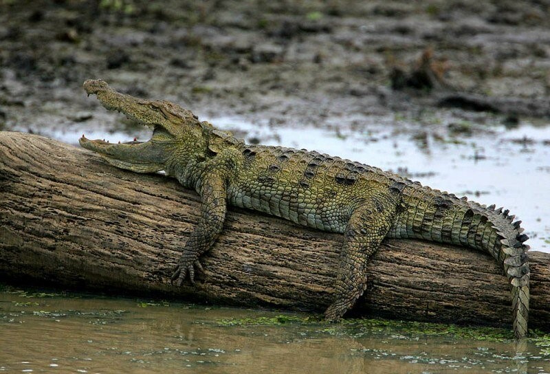 Marsh_crocodile