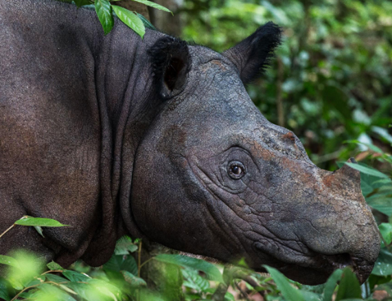 Sumatra-rhino