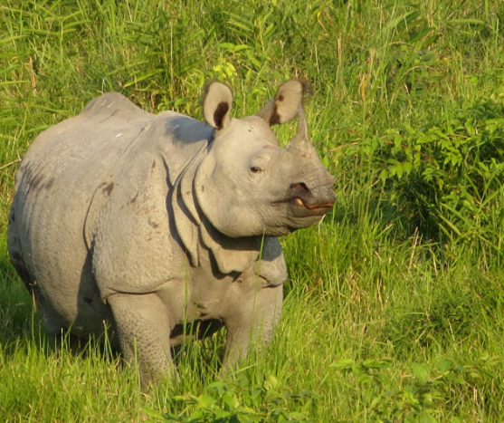 Greater-Rhino