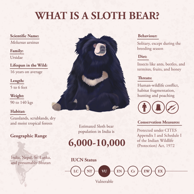 Sloth-Bear