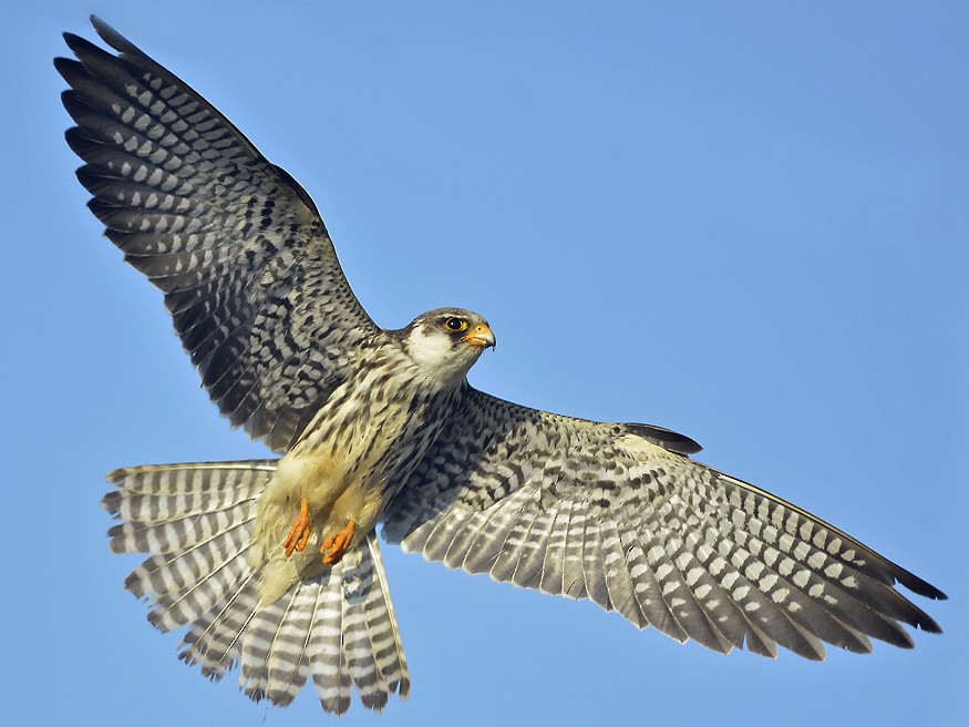 amur-falcon