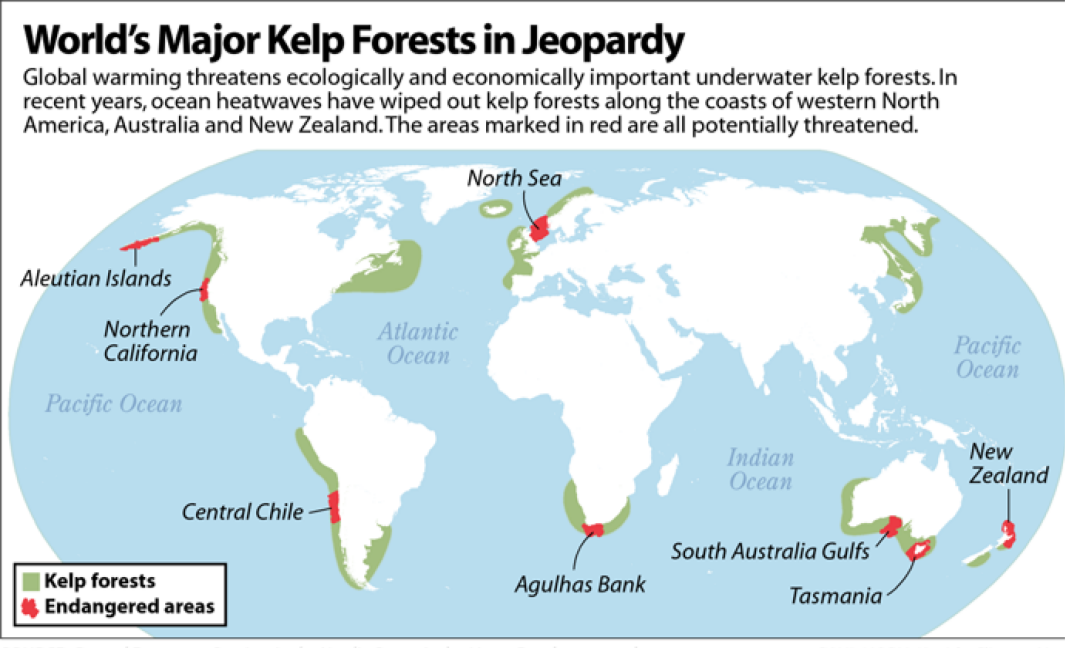 worlds-major-kelp-forests-in-jeopardy