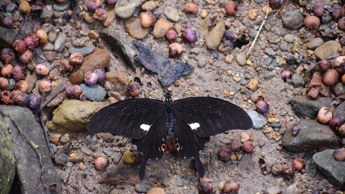 swallowtail-butterfly