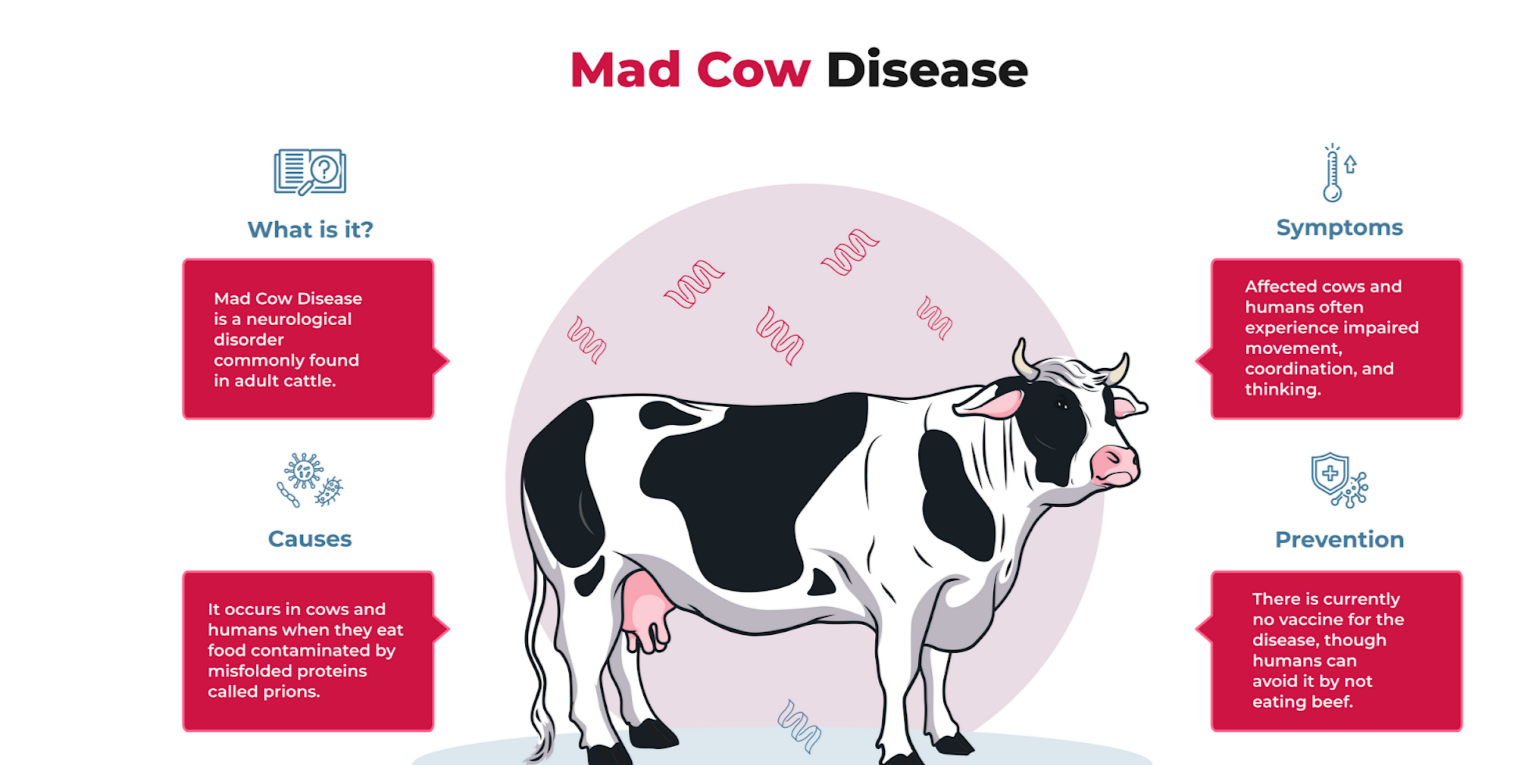 Mad-Cow-Disease