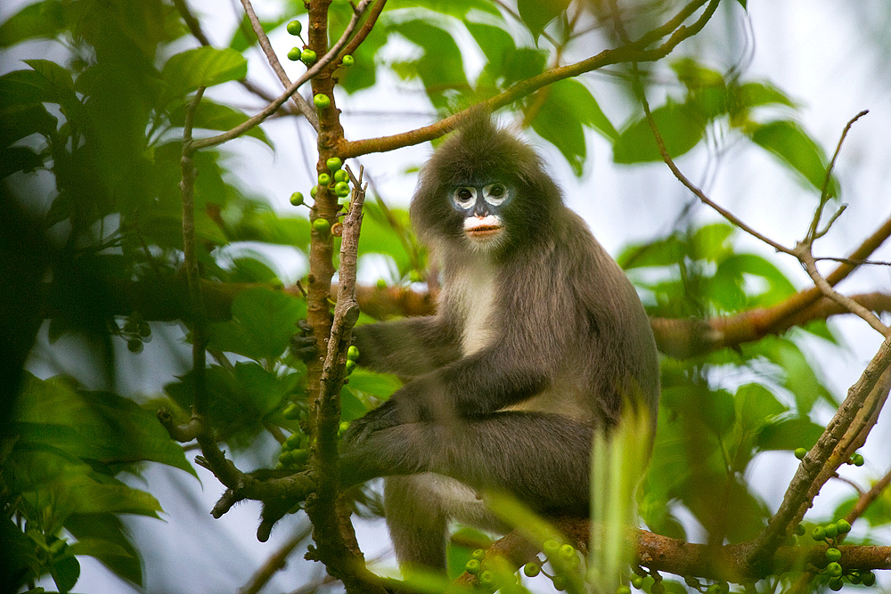 Phayre’s_Langur