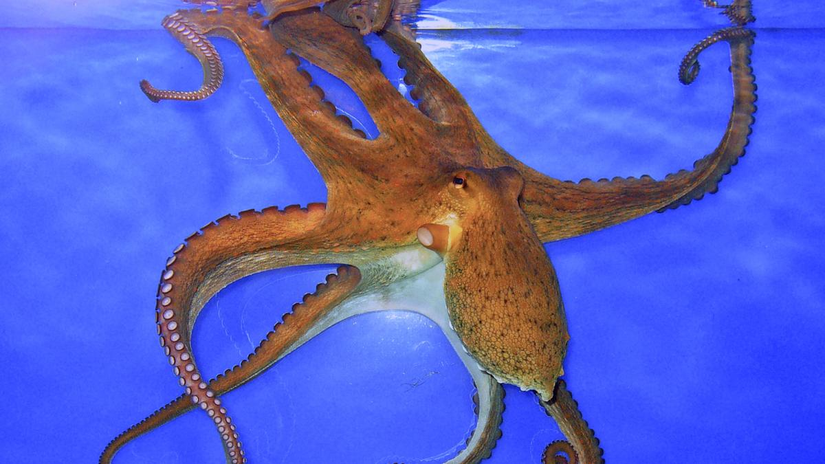 Hectocotylus in Octopus Reproduction