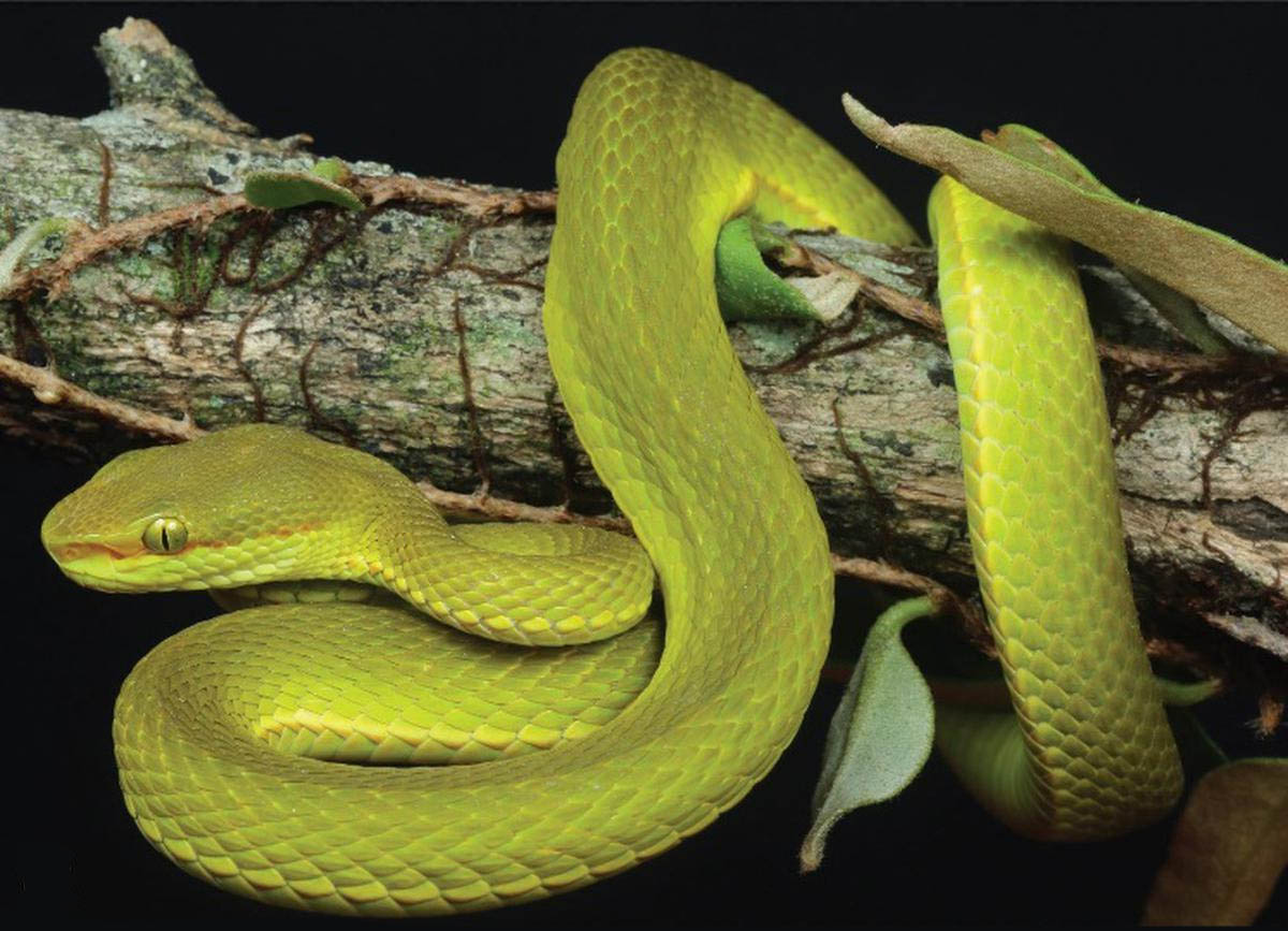 About Pit Viper