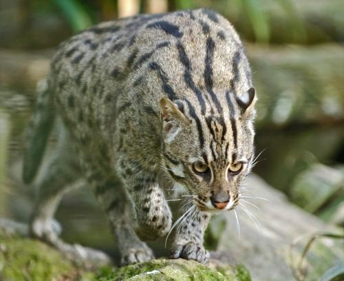 Chilika home to 176 fishing cats, finds world's 1st survey