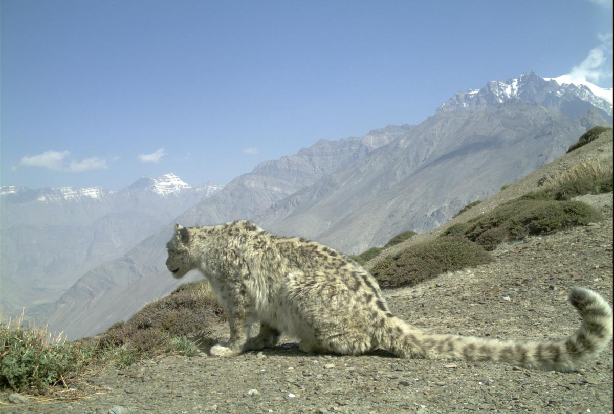 Snow Leopard Conservation Gets Boost from New Tech, Blog, Nature