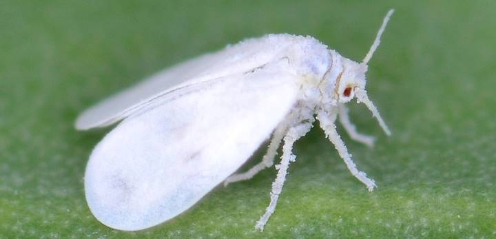 CONRAD SCULPIN WHITE, Flies