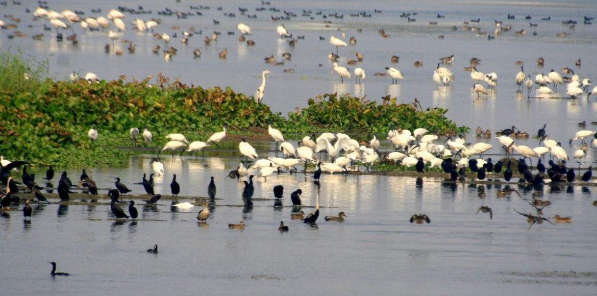 Asian Waterbird Census