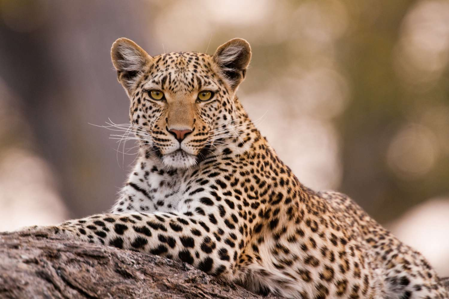 International Leopard Day 2023