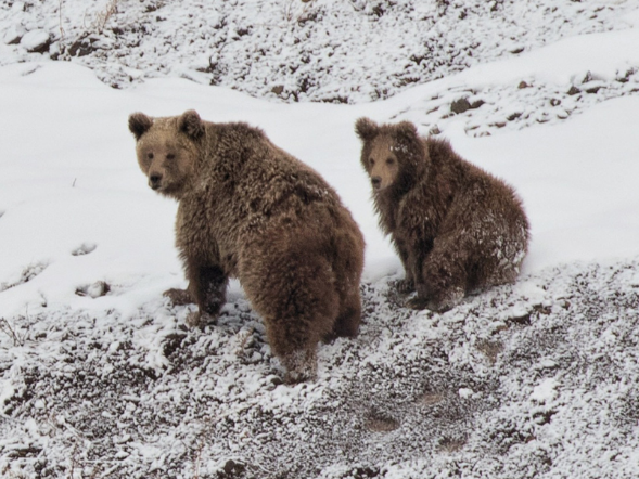 himalayan brown bear