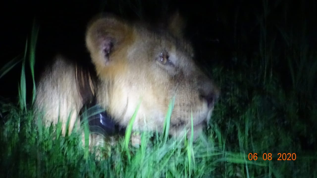 Explained: Why Gujarat Forest Department is radio-collaring lions