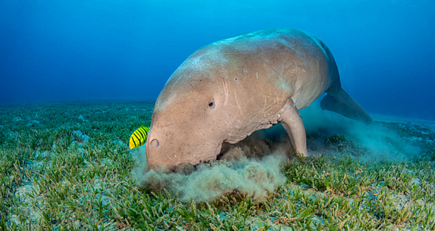 Dugong
