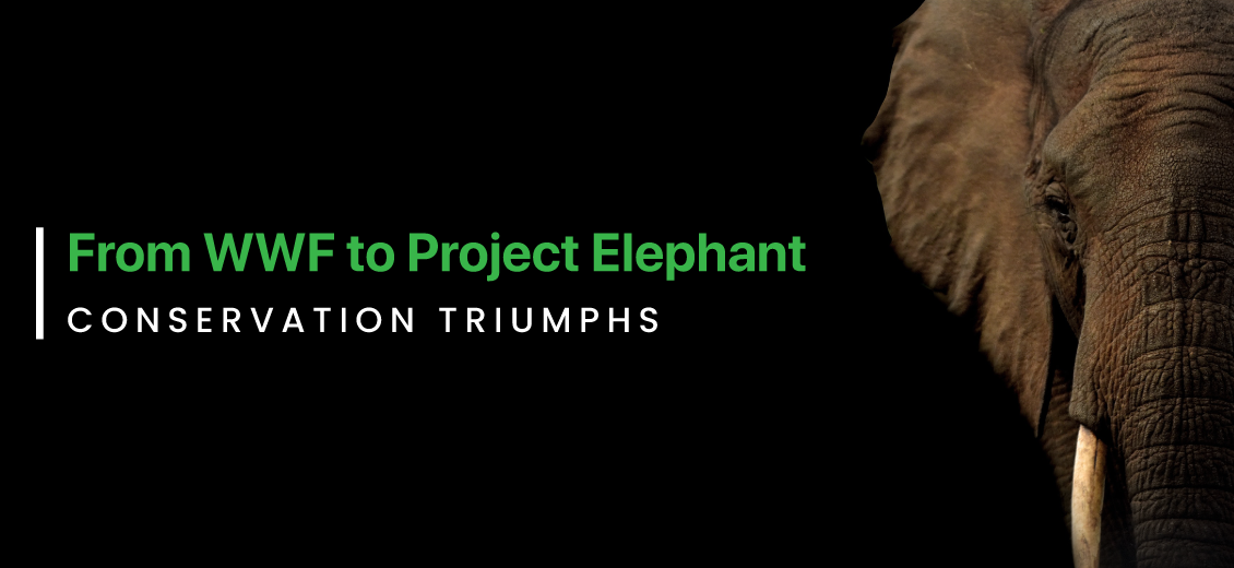 Brief History of Conservation – Elephant Listening Project