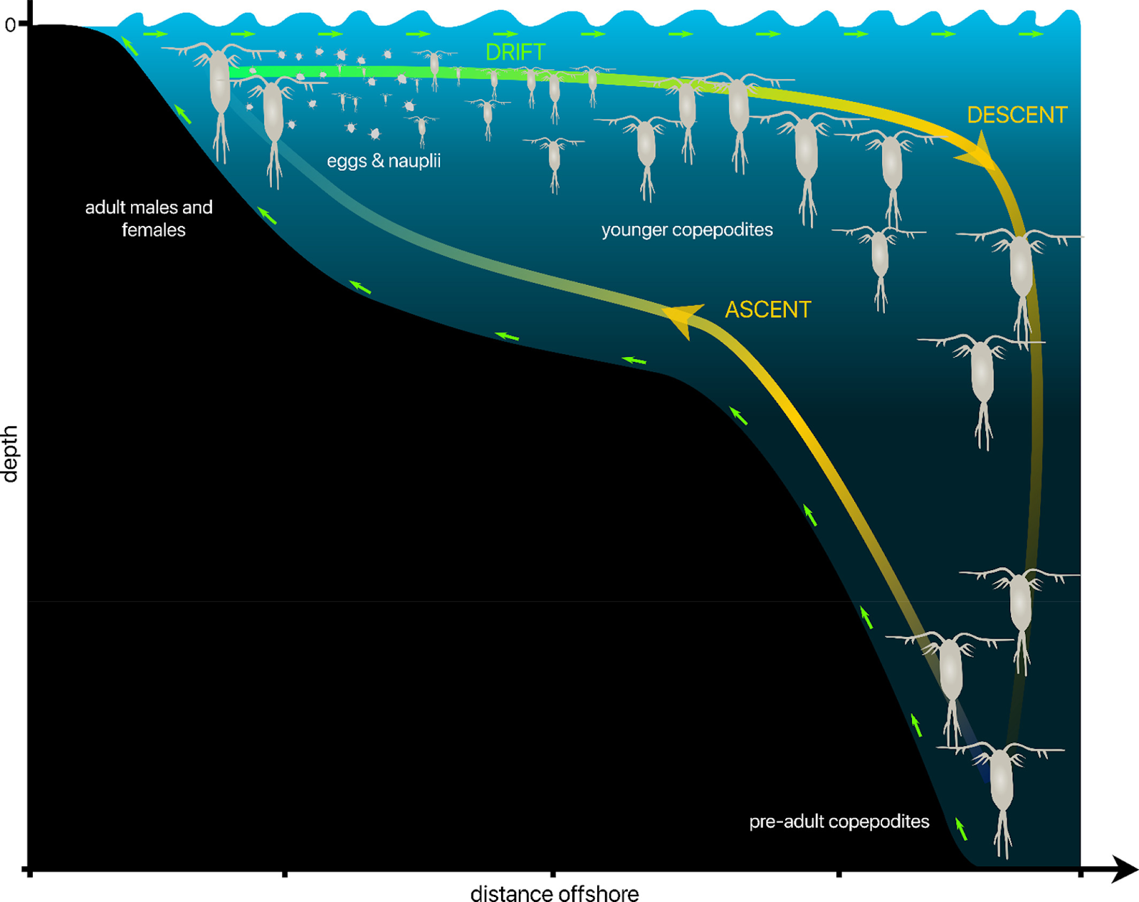 Diel Vertical Migration and Carbon Sequestration